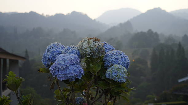 istock The purple color flowers with the mountains view as a background at Puncak Bogor west Java 1176425057