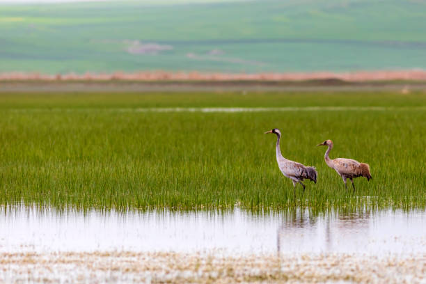 istock Crane. Nature habitat background. Bird: Common Crane. Grus grus. 1176425101