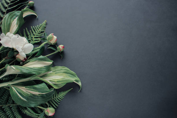 istock Peony flower and flower leaf on black background. Flat lay, top view 1176425118