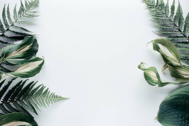 istock Forest flower leaf on white background. Flat lay, top view 1176425302
