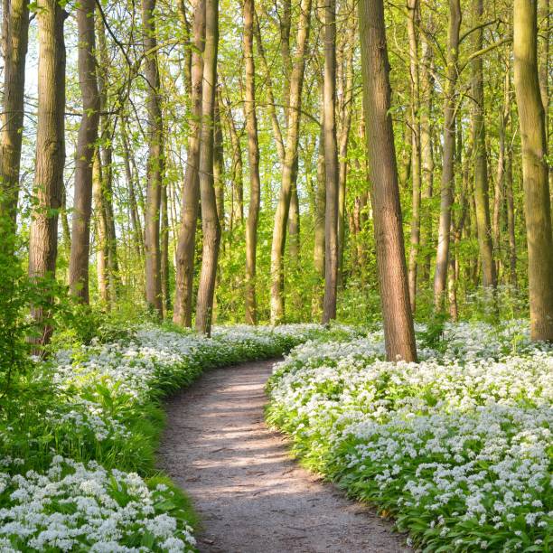 istock Walkway through a spring forest with blooming white flowers. Wild garlic (Allium ursinum) in Stochemhoeve, Leiden, the Netherlands 1176425370