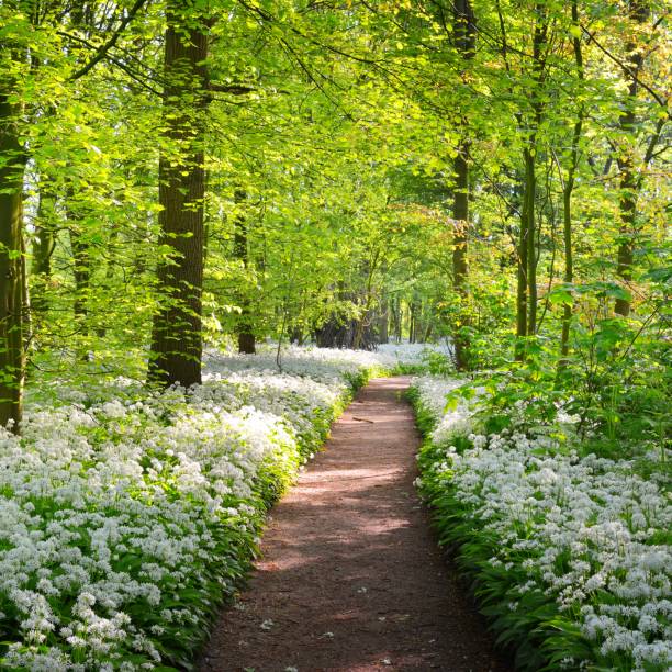 istock Walkway through a spring forest with blooming white flowers. Wild garlic (Allium ursinum) in Stochemhoeve, Leiden, the Netherlands 1176425372