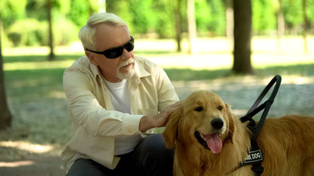 istock Blind senior man lovingly stroking guide dog, feeling gratitude for help, friend 1176425415