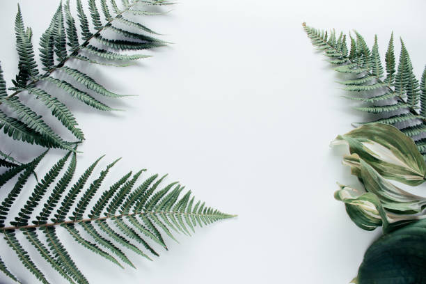 istock Forest flower leaf on white background. Flat lay, top view 1176425443