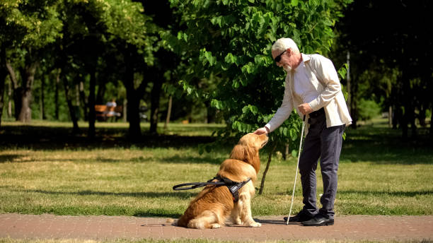 istock Blind man training guide dog in park, giving obedience commands, impairment 1176425467