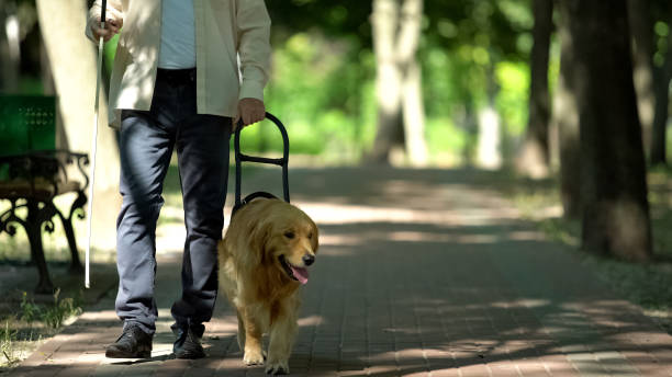 istock Blind man holding guide dog harness, safely walking with trained pet in park 1176426236