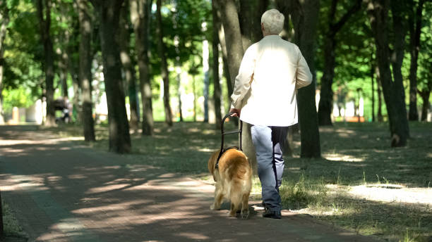 Visually impaired man walking with guide dog in park, feels safe holding harness