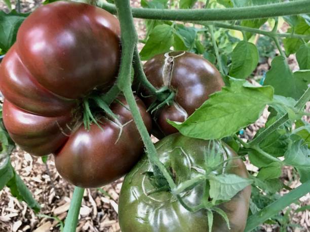 fioletowe pomidory cherokee - heirloom tomato zdjęcia i obrazy z banku zdjęć