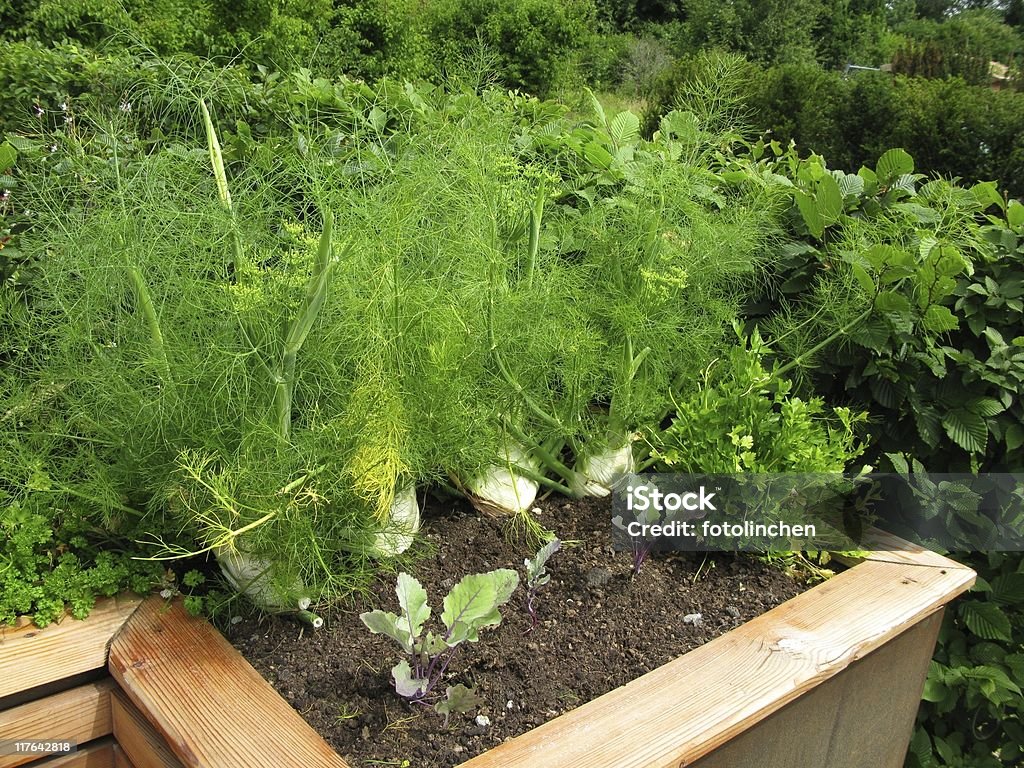 Fennel Fennel in the garden Fennel Stock Photo