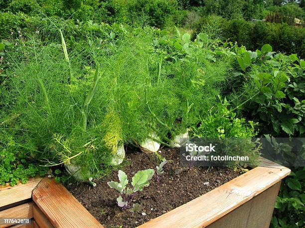 Fennel Stock Photo - Download Image Now - Fennel, Yard - Grounds, Color Image