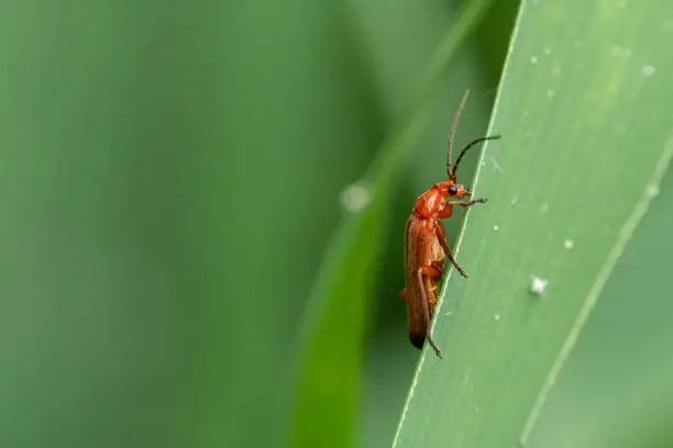 Red soft-beetle (Rhagonycha fulva) on a reed leaf.