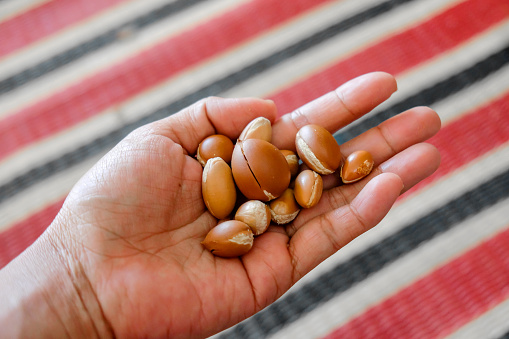 Close up shot females hand holding a handful of raw argan nuts