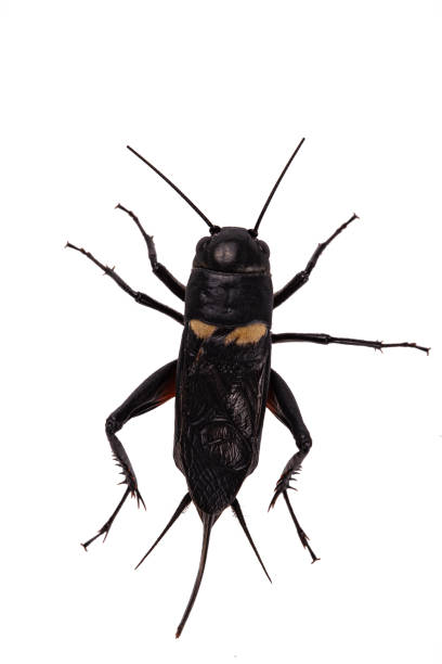 istock Black Cricket on isolated white background 1176429133