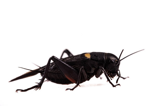 istock Black Cricket on isolated white background 1176429137