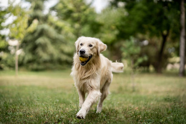 golden retriever courir et jouer au parc avec la bille de tennis - retriever golden retriever dog happiness photos et images de collection