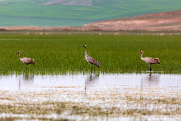 istock Crane. Nature habitat background. Bird: Common Crane. Grus grus. 1176429279