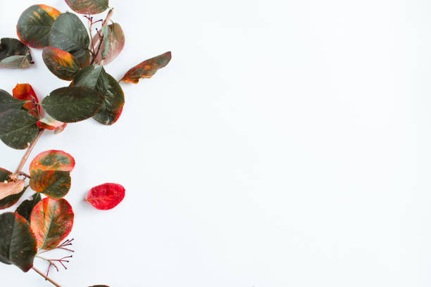 istock Autumn tree leaves and rowan berry on white background. Flat lay 1176430068