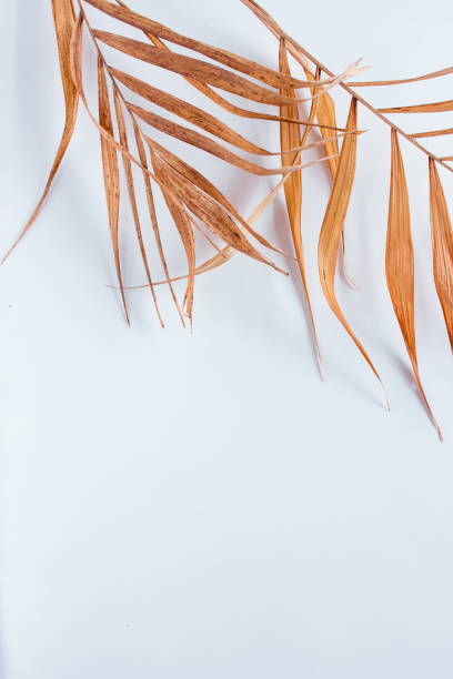 istock Tropical dry leaves on white background. Closeup view 1176430091
