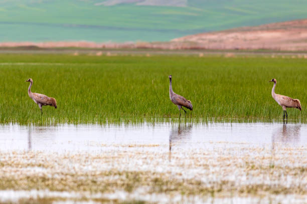 istock Crane. Nature habitat background. Bird: Common Crane. Grus grus. 1176430167
