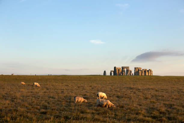 Sheep graze around the massive megalith monument of prehistoric Stonehenge on the Salisbury Plain in Wiltshire England on a clear morning.