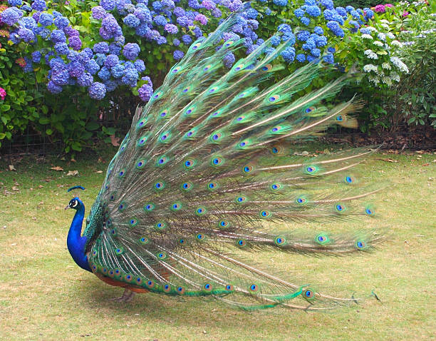 istock Beautiful Peacock showing full plumage side view 117643090