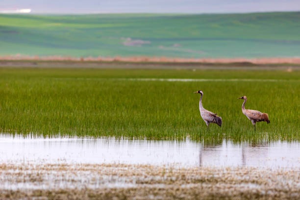 istock Crane. Nature habitat background. Bird: Common Crane. Grus grus. 1176431437