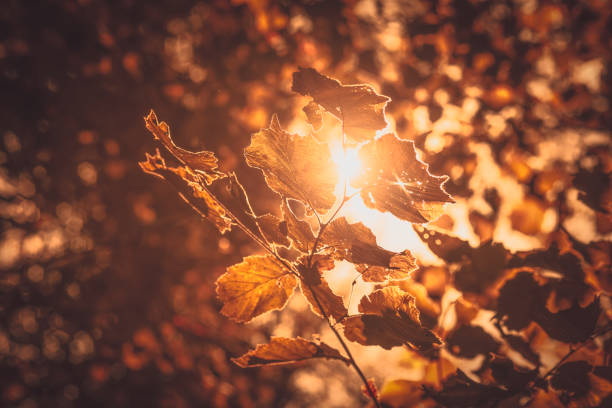 Autumn leaves on a tree with sunbeam