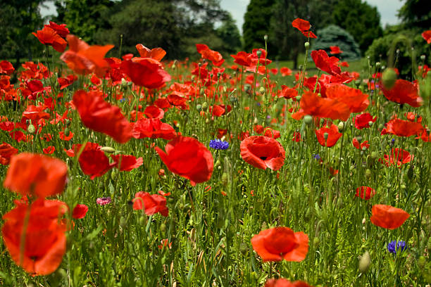 Field of Poppies stock photo