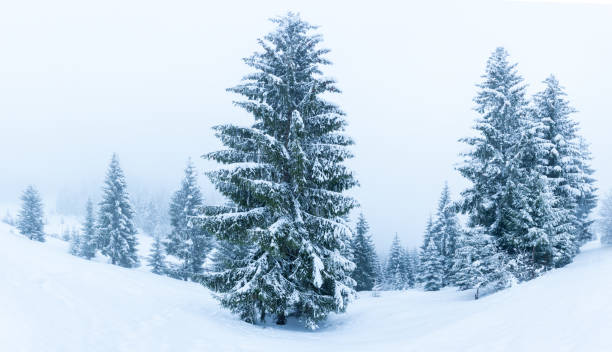 istock Beautiful winter landscape with snow covered trees. Winter mountains. 1176437549