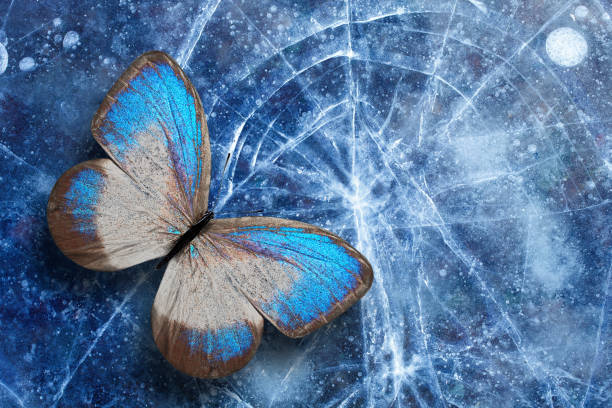 istock beautiful tropical butterfly sits on the ice with cracks. template for design. 1176439706