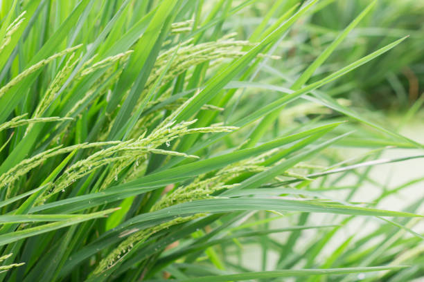 istock Close up rice plant agriculture field 1176441392