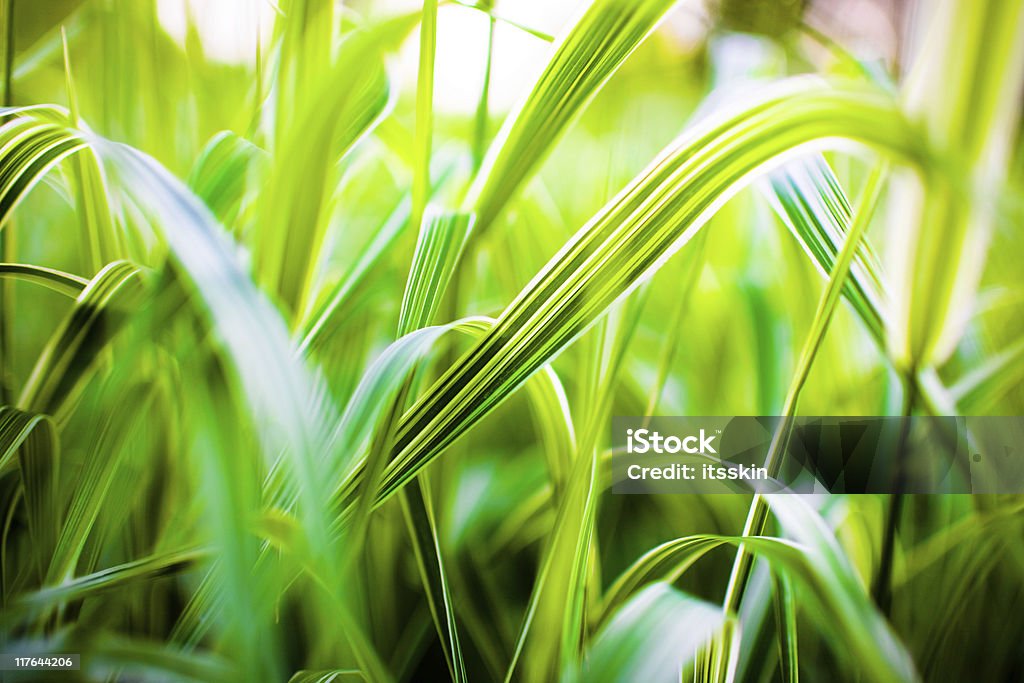 Grass Abstract Stock Photo
