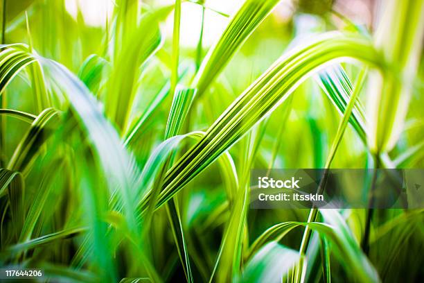 Grass Stock Photo - Download Image Now - Abstract, Agricultural Field, Agriculture