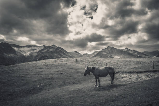 Dramatic mountain landscape with solitary horse