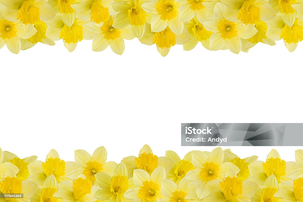 Нарцисс жёлтый - Стоковые фото Без людей роялти-фри