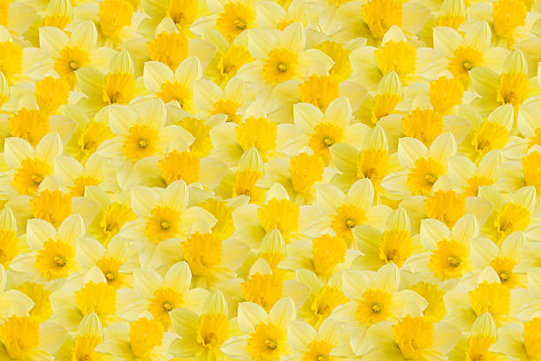 A full image of a daffodil background stock photo