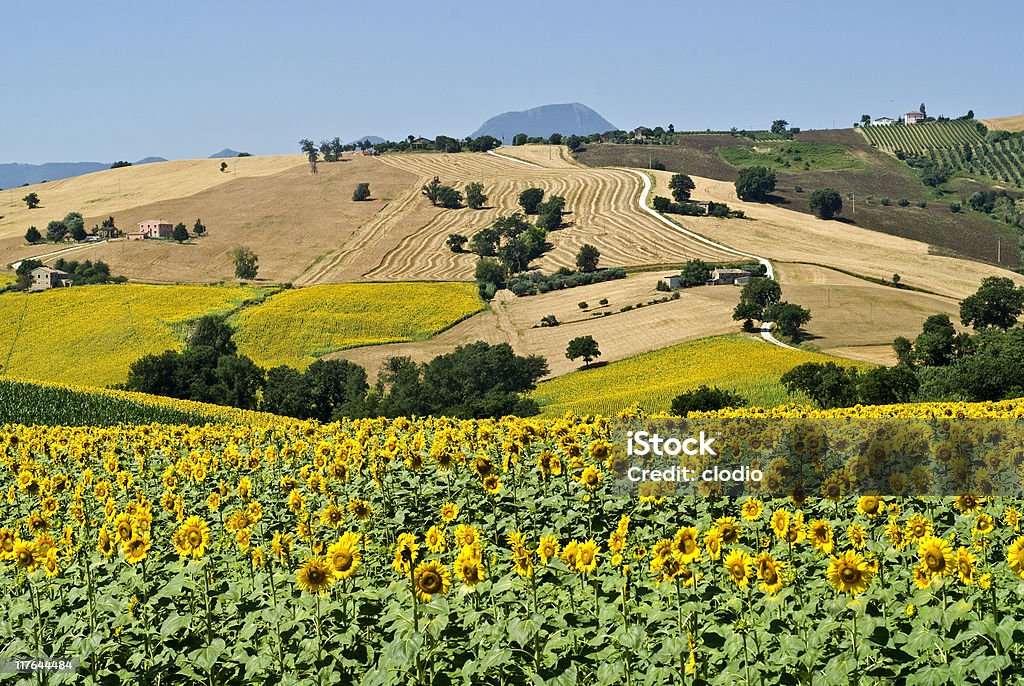 Marche (Italia), paesaggio con girasoli in estate - Foto stock royalty-free di Campo