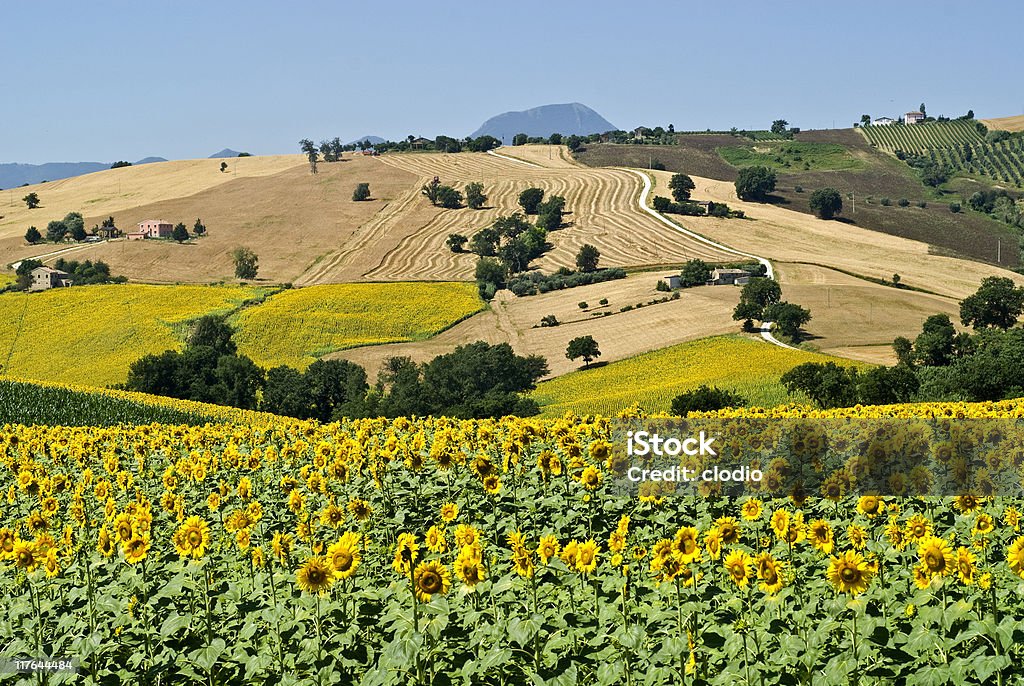 マルケ（イタリア）で夏に sunflowers の風景 - 小麦のロイヤリティフリーストックフォト