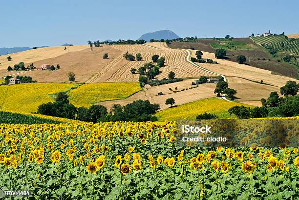 Marche Krajobraz Lato Z Sunflowers - zdjęcia stockowe i więcej obrazów Pole - Pole, Pszenica, Ankona