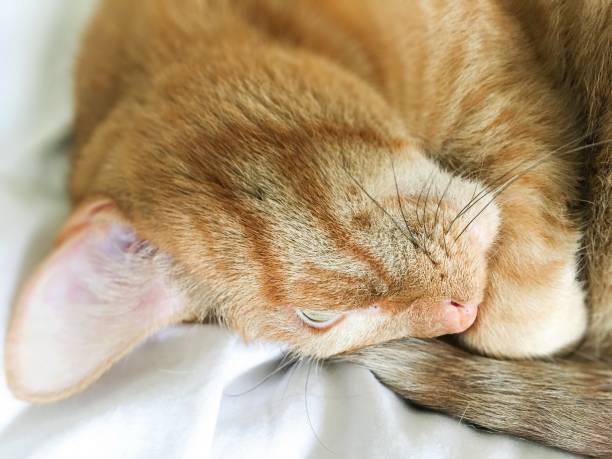 istock Beautiful tabby cat extreme closeup 1176447280