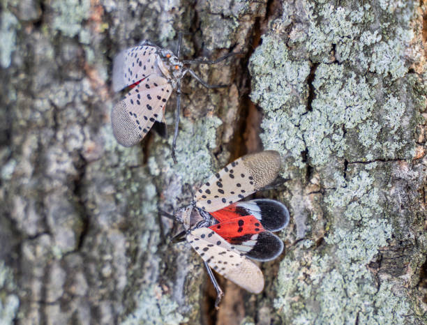 Spotted Lanternfly top view Close-up of spotted lanternfly as it spreads its wings. Lanternfly stock pictures, royalty-free photos & images