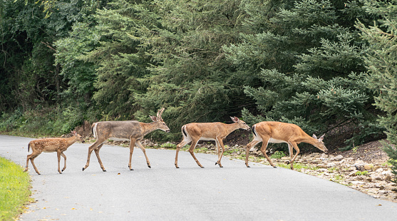 Family of white-tailed deer crossing a road.