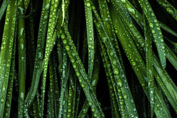 gocce di rugiada mattutina sull'erba verde - leaf defocused dew focus on foreground foto e immagini stock