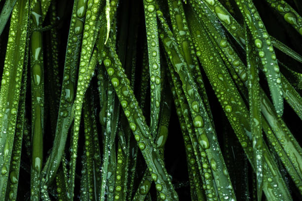 утренняя роса капли на зеленой траве - leaf defocused dew focus on foreground стоковые фото и изображения