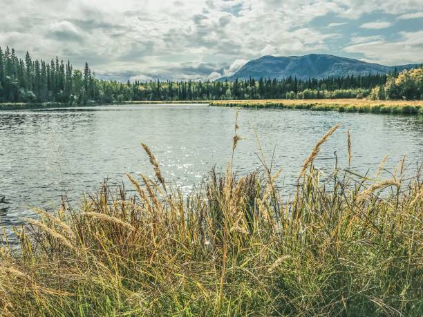 istock Alaska Grasses Alongside Lake 1176449519