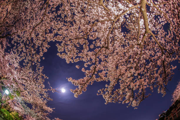 A going to see cherry blossoms at night and the moon A going to see cherry blossoms at night and the moon. Shooting Location: Yokohama-city kanagawa prefecture 月 stock pictures, royalty-free photos & images