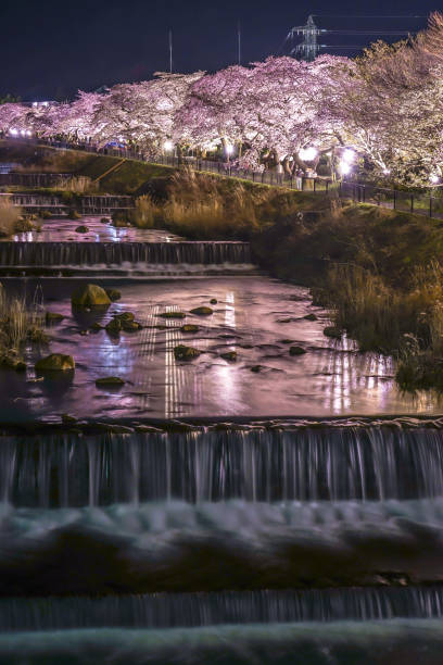 Cherry Miyagino Hayakawa Tsutsumi. Shooting Location: Odawara, Kanagawa Prefecture