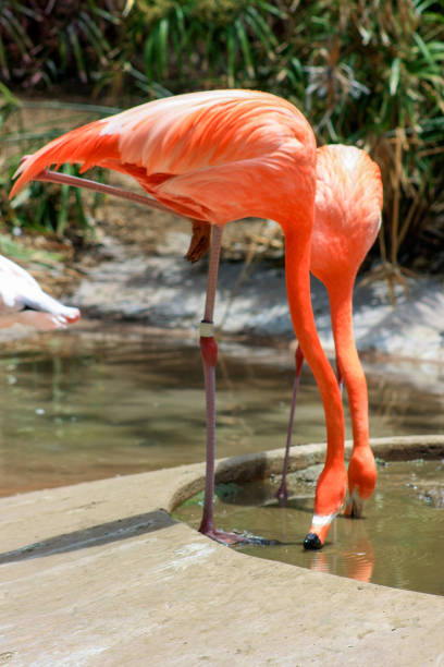 istock Two flamingos stand one-legged 1176452404