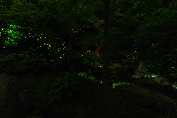 istock Firefly of Tsuruoka Hachiman 1176453715