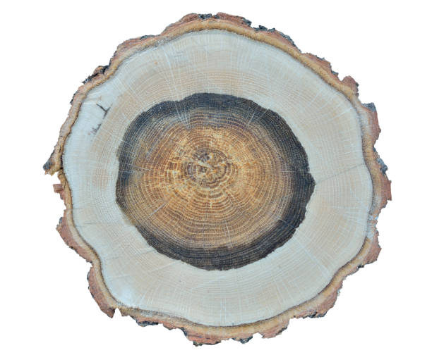 istock Cut of oak 6 1176453972